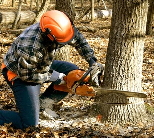 Tree Removal in South Wales, NY